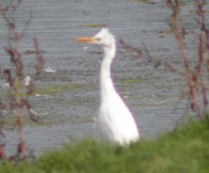 Cattle Egret at Bowling Green (3/3)
