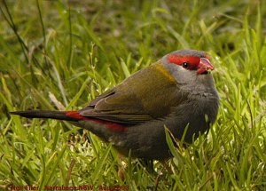 red-browed finch