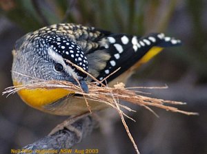 Male Spotted Pardalote with nesting material