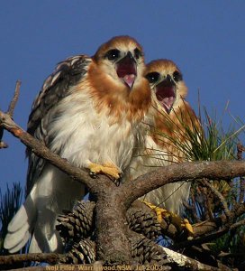 Calling for food