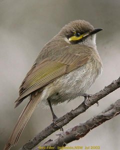 yellow faced honeyeater