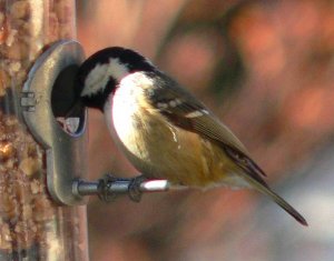 Coal Tit