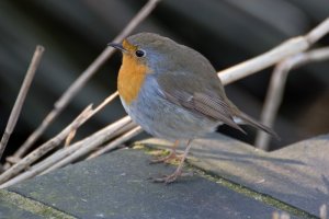 Robin