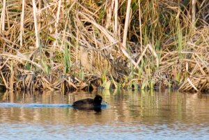 Tufted Duck , oh, and a Bittern...