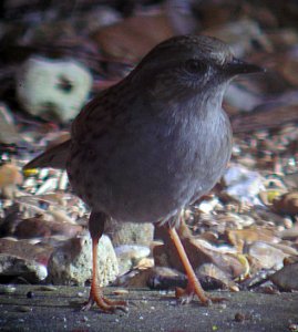 Dunnock