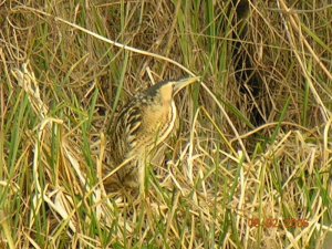 Bittern