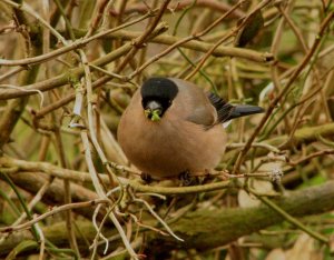 Female Bullfinch