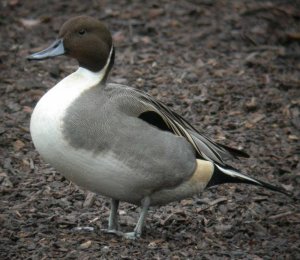 Pintail