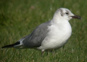 Laughing Gull