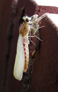 Hatching Damselfly