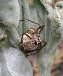 Wolf Spider guarding eggs