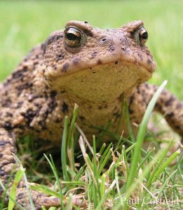 Common toad