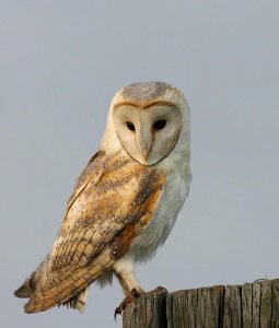 Barn Owl on gate post