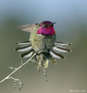 Anna's Hummingbird