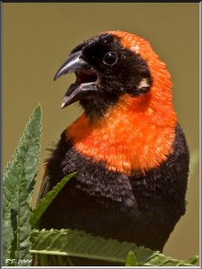 Red Bishop