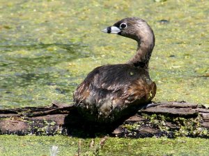 A Perched Pied-billed Grebe