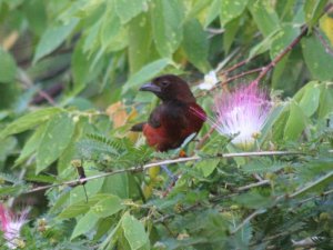 Crimson-Backed Tanager - Female