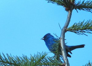 Indigo Bunting