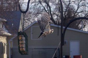 Female Downy Woodpecker Inflight