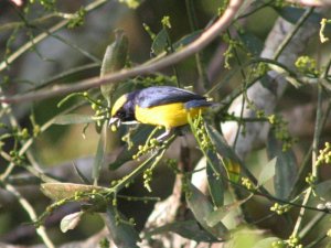 Yellow-Crowned Euphonia - Male