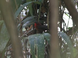 Red-Throated Ant Tanager - Male