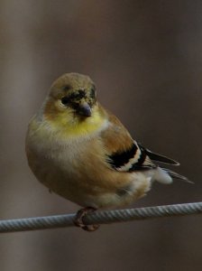 Goldfinch on the Line