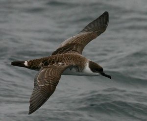 Great Shearwater