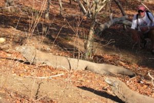 Komodo Dragons