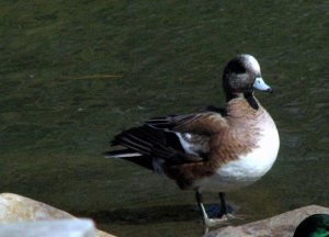 American Wigeon drake