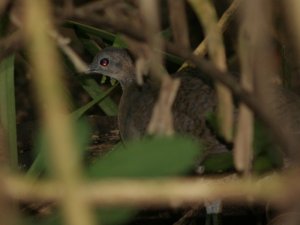 Great Tinamou