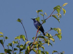 Red-Legged Honeycreeper