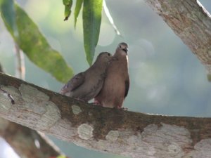 Ruddy Ground-Dove Romance