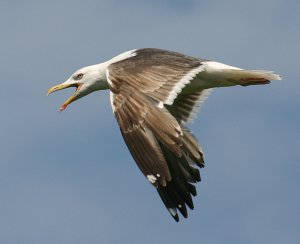 Lesser Black backed Gull