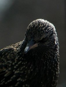 A Very Strict Starling