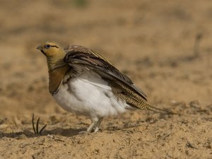 Pin Tailed Sandgrouse