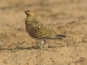 Pin Tailed Sandgrouse