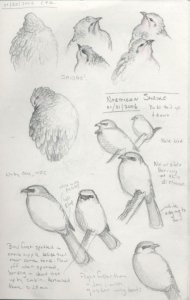 Sketchbook - Northern Shrike