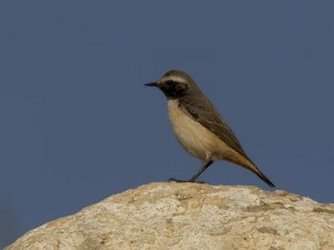 Persian Wheatear