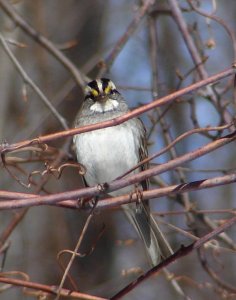 White-throated sparrow