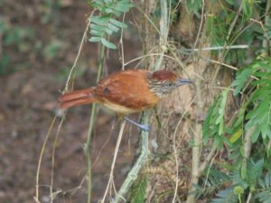 Barred Antshrike - Female