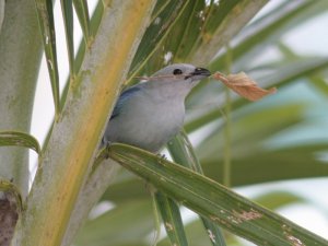 Blue-Gray Tanager