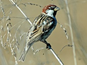 Spanish Sparrow