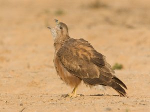 Common Buzzard Vulpinus