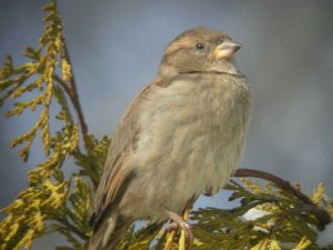 Female House Sparrow with a glint in her eye