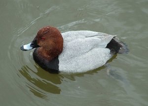 Male pochard