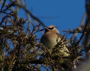 Waxwing in the Cedars