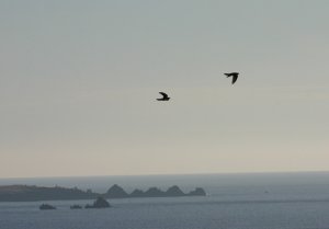 Cuckoos over the Atlantic