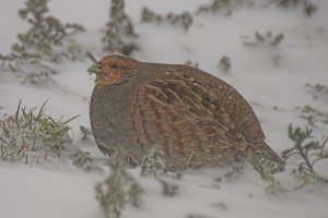 Partridge in snow