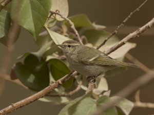 Hume's leaf Warbler