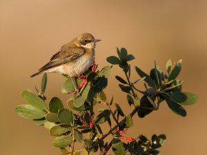 Black-eared Wheater